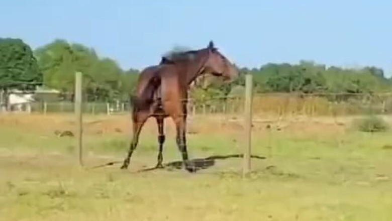 Hilarious Horses: The Epic Fails You Can’t Miss!