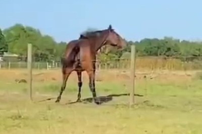 Hilarious Horses: The Epic Fails You Can’t Miss!