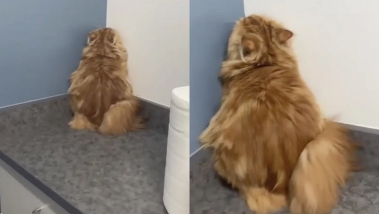 The Great Vet Hide-and-Seek: How Bellini the Cat Stole the Show!