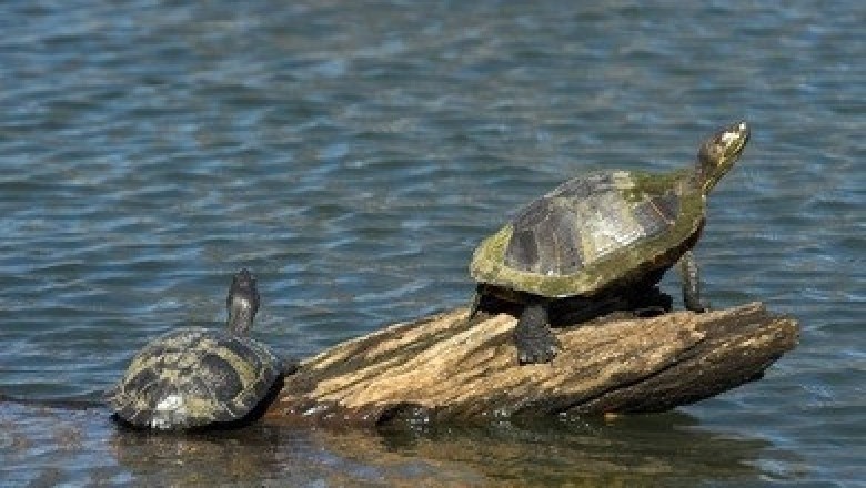 Why Sea Turtles Rest on Tree Trunks: Insights into Behavior and Ecology