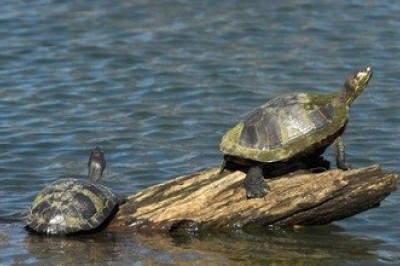 Why Sea Turtles Rest on Tree Trunks: Insights into Behavior and Ecology