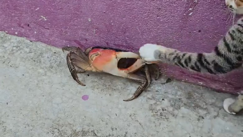 Cat in a Tough Spot: Hilarious and Heartwarming Rescue Moments!