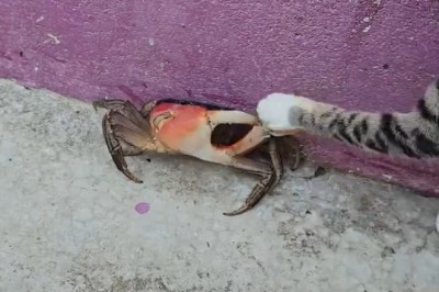 Cat in a Tough Spot: Hilarious and Heartwarming Rescue Moments!