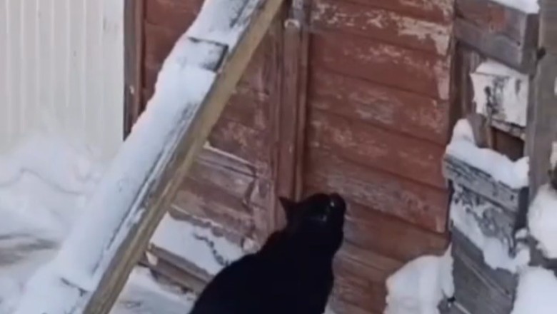 Surprise Visitor: Cat Caught Sneaking Through the Door!