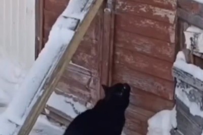 Surprise Visitor: Cat Caught Sneaking Through the Door!
