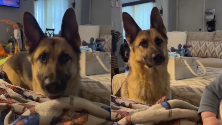 A Heartwarming Journey: Max the German Shepherd's Quest to Say "Mama"