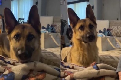 A Heartwarming Journey: Max the German Shepherd's Quest to Say