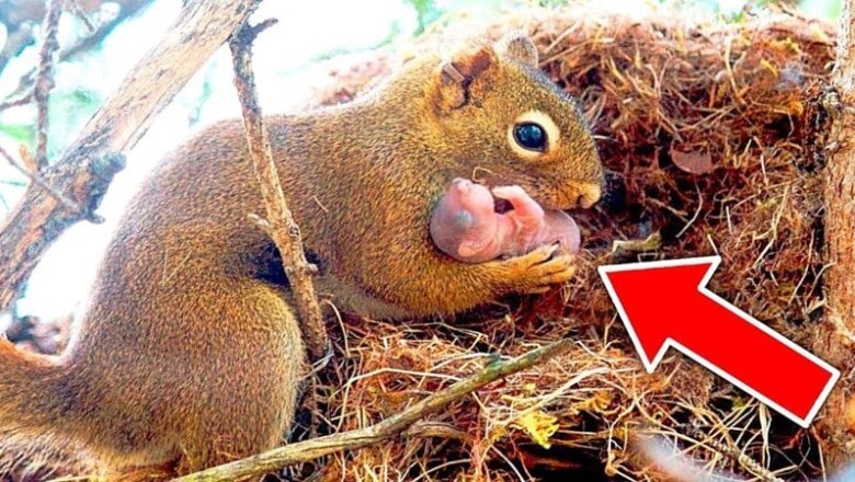 A Squirrel's Unbelievable Request: The Man Who Helped