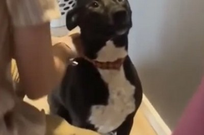 Rocky the Pit Bull: A Heartwarming Bond with His Newborn Sister