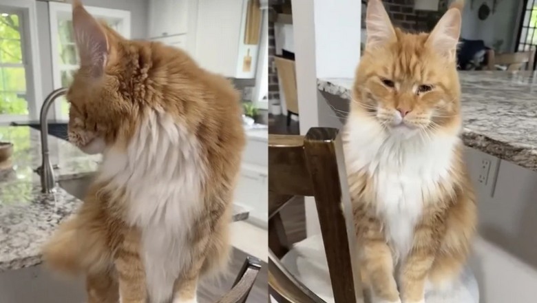 The Heartwarming Conversations of Leo the Maine Coon: A Cat Who Speaks!