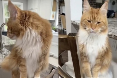 The Heartwarming Conversations of Leo the Maine Coon: A Cat Who Speaks!