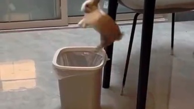 Bunny Shenanigans: The Cutest Rabbits in the Most Hilarious Antics! π°π