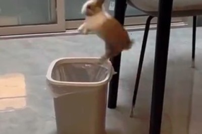 Bunny Shenanigans: The Cutest Rabbits in the Most Hilarious Antics! π°π