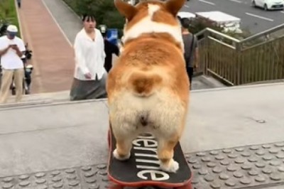 Epic Dog Sledding Down Stairs: A Paw-some Adventure!