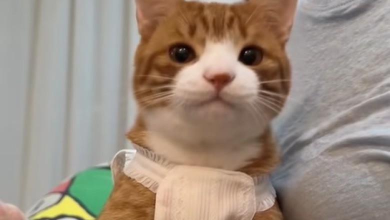 Feline Follies: Adorable Kittens Doing the Most Hilarious Things!