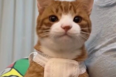 Feline Follies: Adorable Kittens Doing the Most Hilarious Things!