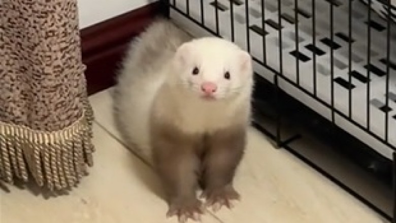 Meet the Glamorous Ferret: Furry Fashionista Strikes Again!