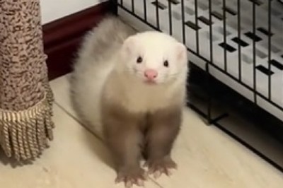 Meet the Glamorous Ferret: Furry Fashionista Strikes Again!