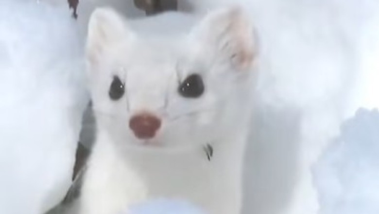Meet the Snowy Ferret: The Cutest Furball in a Winter Wonderland!