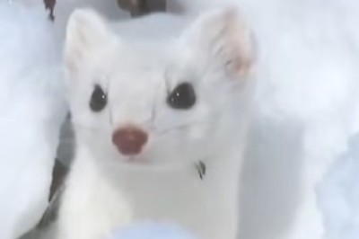 Meet the Snowy Ferret: The Cutest Furball in a Winter Wonderland!
