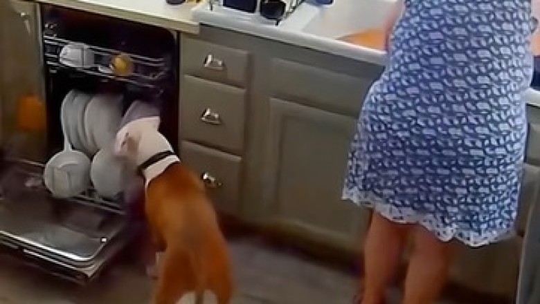 Pet Antics Unleashed: Hilariously Funny Moments You Can't Miss!
