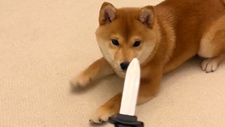 When Your Dog Thinks It's a Chef!