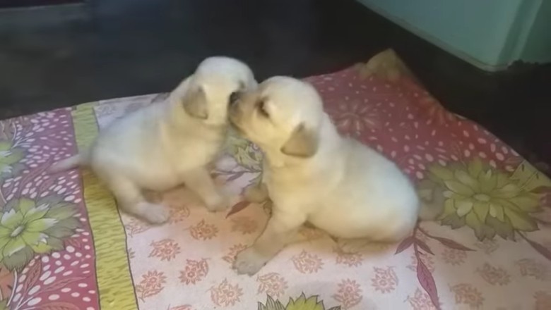 Epic Puppy Fight Compilation: Adorable Chaos and Cuteness Overload!