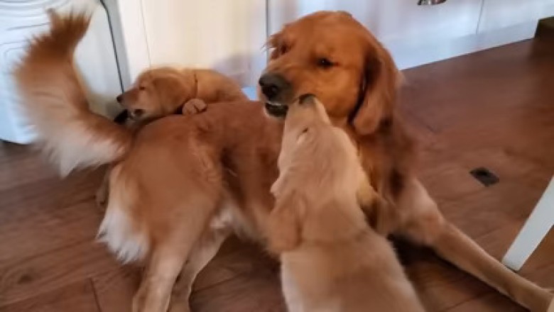 Hilarious Golden Retriever Dad Tells His Daughter Playtime is Over!