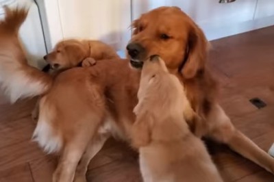 Hilarious Golden Retriever Dad Tells His Daughter Playtime is Over!
