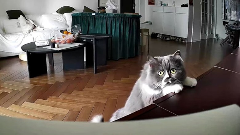 Hilarious Reaction: Cat vs. AI Security Cam – You Won't Believe This!