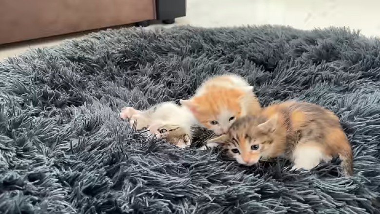 Hilarious Reaction: German Shepherd Shocked by Tiny Kittens Taking Over His Bed!