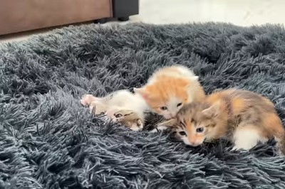 Hilarious Reaction: German Shepherd Shocked by Tiny Kittens Taking Over His Bed!