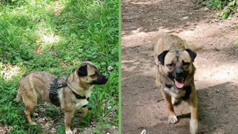 A Second Chance for Charmander: The Rescue Story of an Abandoned Dog