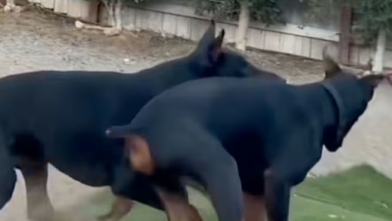 Canine Chaos: The Great Splash Adventure