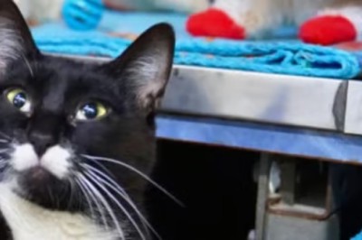 Lambinator: A Furry Symbol of Joy and Resilience