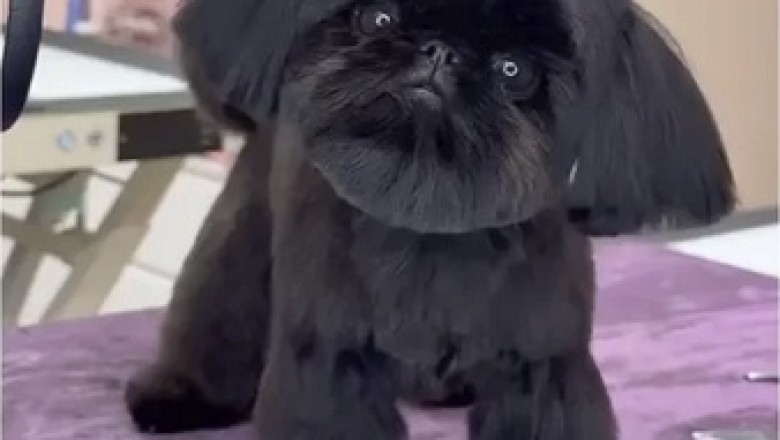Meet Pixel Mixel Fluffington: The Shih Tzu That Looks Like a Black Hole