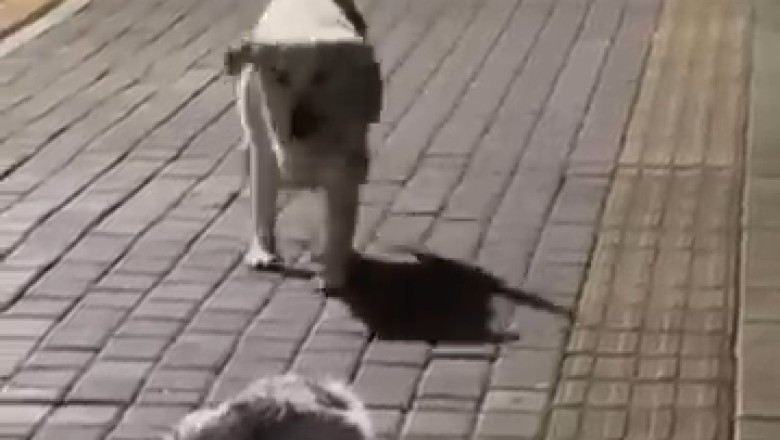 Fur-tastic Friends: The Ultimate Doggie Meet-Cute!