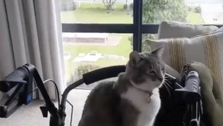 Unbreakable Bond: 93-Year-Old Man Takes Daily Walks with His Beloved Cat Angus