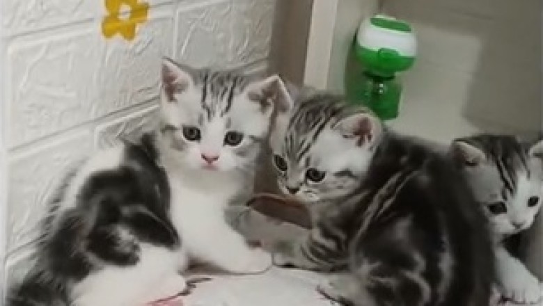 Adorable Kitten Unleashes a Cutness Overload: Prepare to Melt!