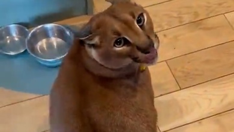 Caracal vs. Dinner: The Hilarious Food Fumble!