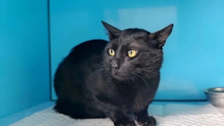 From Port Prison to Forever Home: The Incredible Rescue of Burak the Cat