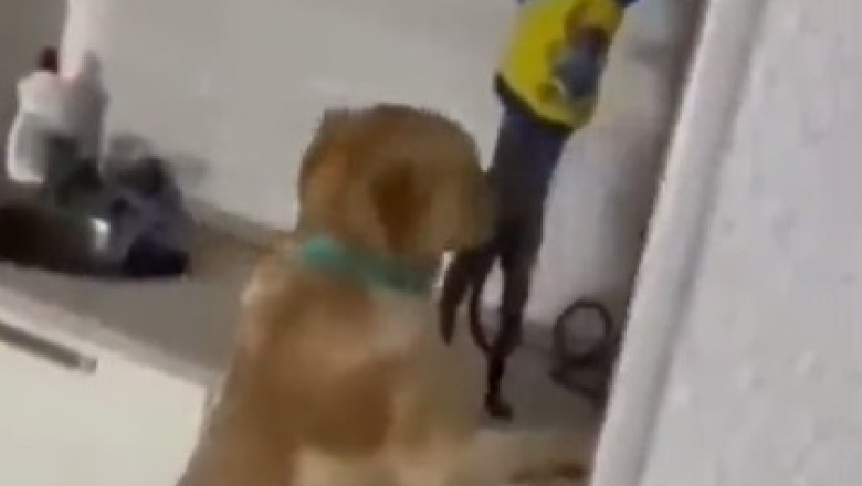 Hilarious Pets: The Ultimate Comedy Showdown!