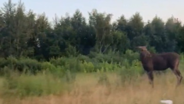 Moose vs. Highway: The Unexpected Woodlands Showdown!