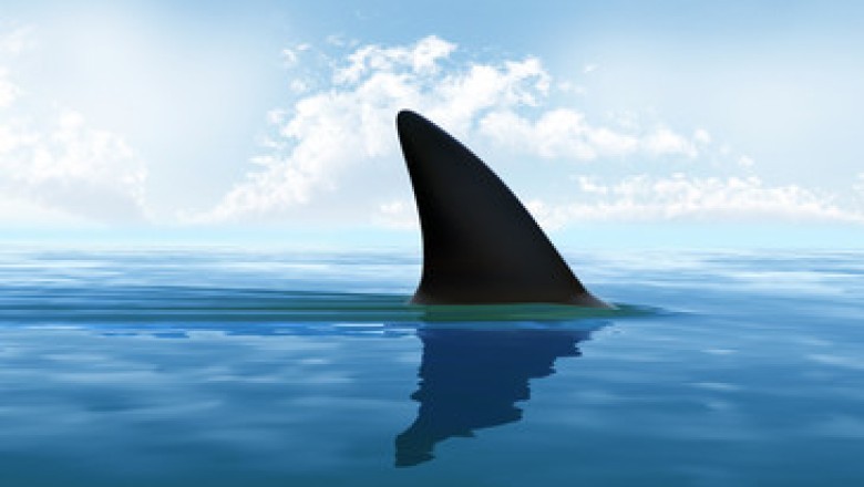 The Scarred Shark: Why This Great White Keeps Coming Back