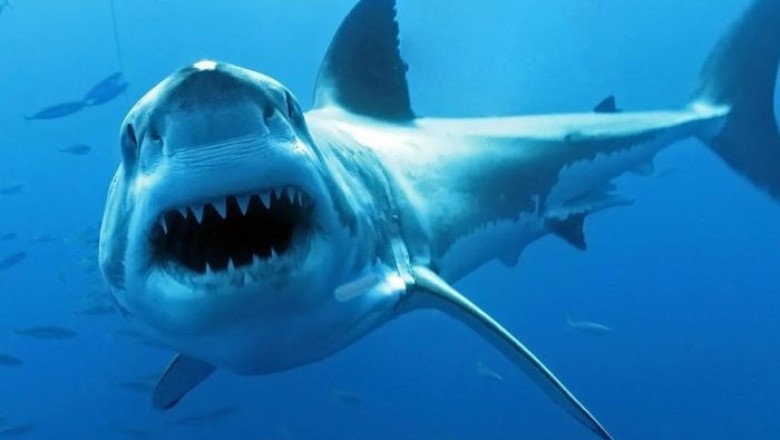 The Truth About Sharks: Debunking Myths That Could Save Their Lives!