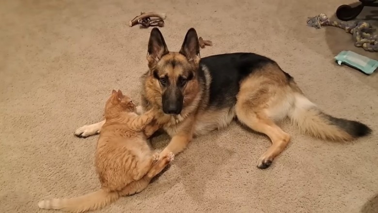 When a Cat and a Shepherd Dog Share a House: Hilarity Ensues!