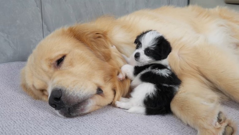 When You're Too Cute to Be Serious: Golden Retriever Puppy Meets His New Bestie!