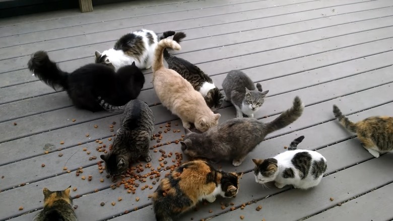 Hilarious Cat Rescue: The Epic Journey of Feeding the 'Purr-fect' Poor Cats!