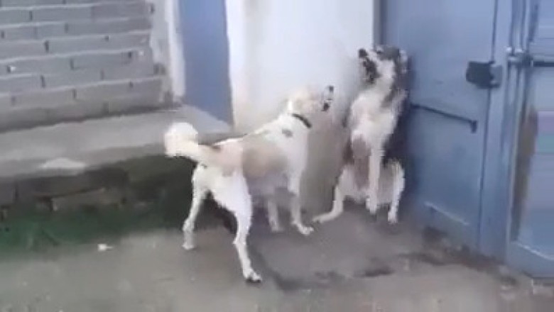 Mom Dog Puts Dad in His Place: Hilarious Puppy Protection Patrol!