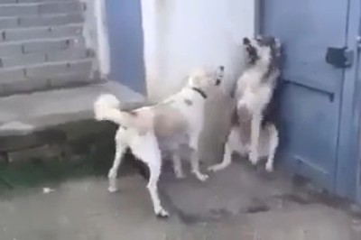 Mom Dog Puts Dad in His Place: Hilarious Puppy Protection Patrol!